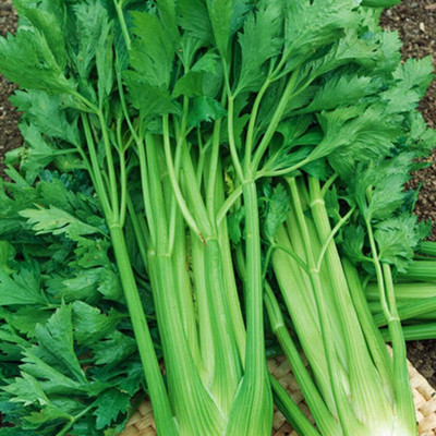 Quentova Celery Seeds Italian Branch Early Variety-5C-NTL Seed(100 per packet)