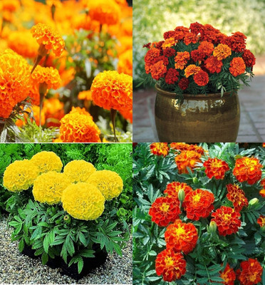 ibains Marigold mixed seeds Genda mixed all colour flower seeds pack of 52 Seed(12 per packet)