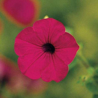 CYBEXIS NDIR-34 - Purple Hybrid Petunia - (180 Seeds) Seed(180 per packet)