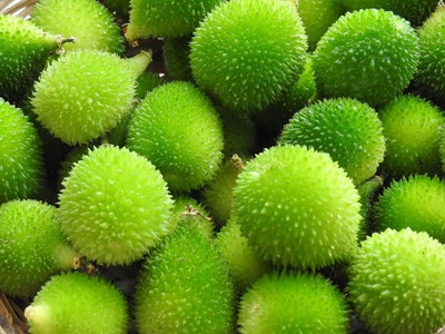 Seedsqlty Kakoda Kantola seeds hybrid, Kakrol seeds hybrid Seed(10 per packet)