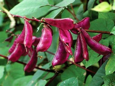 CYBEXIS Hybrid Purple Beans Seeds800 Seeds Seed(800 per packet)