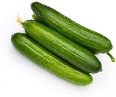 WHYGI Diva Cucumber Seeds, Tender and Delicious-CuC_510 Seed(100 per packet)