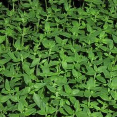 WILLVINE NBIR-253 French Thyme Seeds Seed(200 per packet)