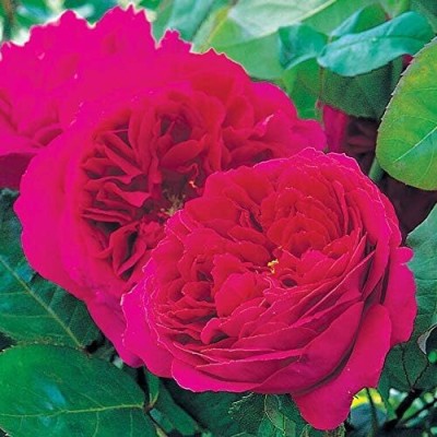 Qualtivate ICRA-9A English Roses - Othello Seeds Seed(25 per packet)