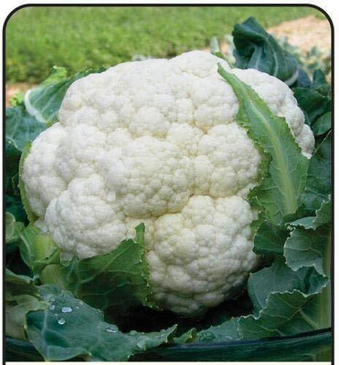WILLVINE SCI -XII Candid charm Variety Cauliflower [10g, 3000 Seeds] Seed(3000 per packet)