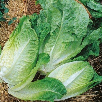 CYBEXIS Heirloom Lettuce - Winter Density Seeds2000 Seeds Seed(2000 per packet)