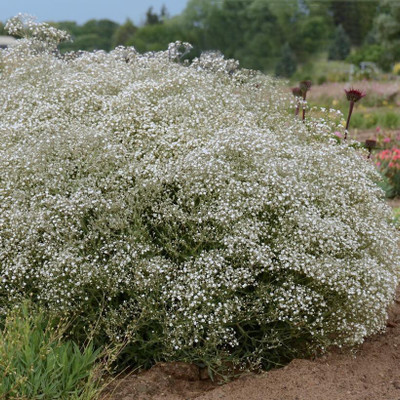Qausain Exotic Gypsophila Flower Seed(83 per packet)