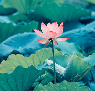 Shudh Online lotus,kamal gatta Seed(12 per packet)