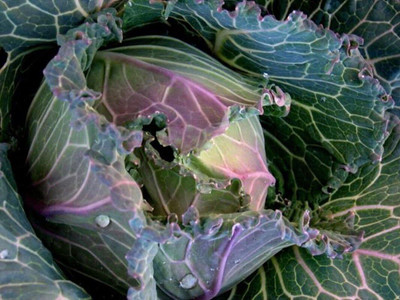 WILLVINE SYN -X Cabbage 'January King No 3' [10g] Seed(3000 per packet)