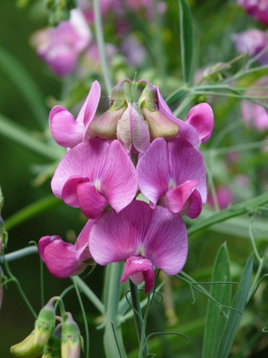 Lorvox Flower Seeds - Sweet Pea (Giant Wave Mixed) Seed(33 per packet)