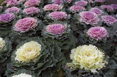 KANAYA Kale Hybrid Imported Flower Seed(70 per packet)