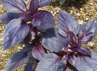 VibeX ® LXI-64 Dark Purple Opal Basil Seed(1000 per packet)