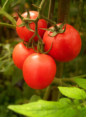 Shyamkripa creation tomato Seed(90 per packet)