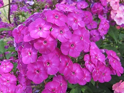 Aywal Phlox Hybrid Flower Seed(100 per packet)