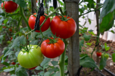 Natural World tomato Seed(70 per packet)