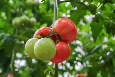 Gachwala tomato Seed(80 per packet)
