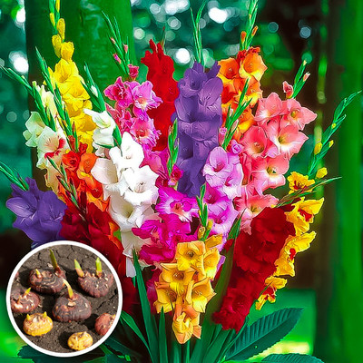 Seedsilk Hybrid Gladiolus Multicolor Flower Bulbs Seed(5 per packet)