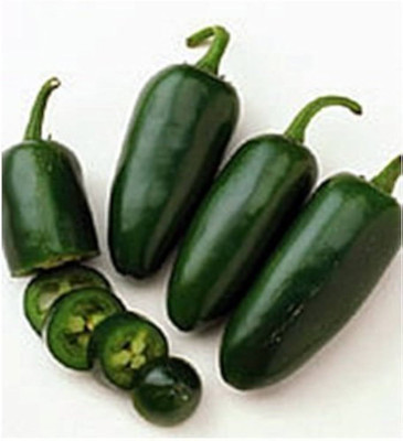 ibains Chili plant seed Seed(155 per packet)
