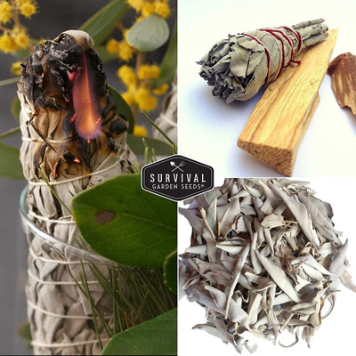 CYBEXIS PAU-79 - White Sage - (1350 Seeds) Seed(1350 per packet)
