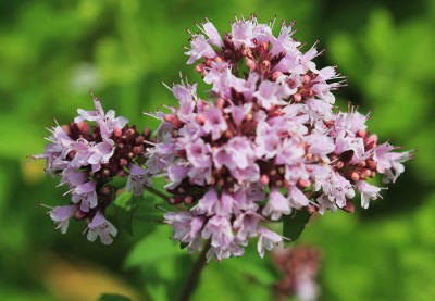 CYBEXIS LX-30 - Italian Oregano - Wild Marjoram - (1350 Seeds) Seed(1350 per packet)