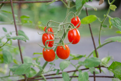 YIUGANTAR tomato Seed(120 per packet)