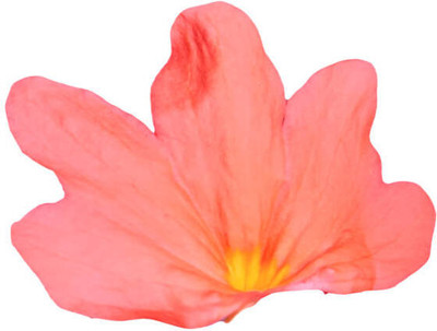Aro kanakambaram-firecracker-crossandra Seed(17 per packet)