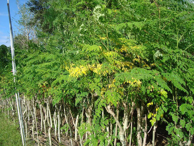 CYBEXIS PAU-45 - Moringa Oleifera Drumstick Tree Horseradish - (1350 Seeds) Seed(1350 per packet)