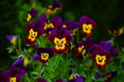 Quentova Large-flowered Pansy-US-11G Seed(75 per packet)