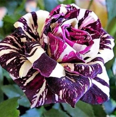 Qualtivate PUA-3A Double Petal Rose Mixed Color Seeds Seed(25 per packet)