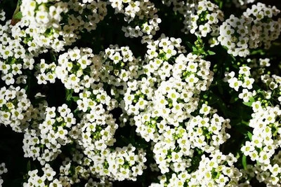 Aywal Alyssum F1 Hybrid Flower Seed(80 per packet)