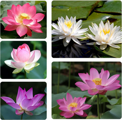Qualtivate DXL-2AT White Pink Dwarf Aquatic Water Lily Seed(25 per packet)