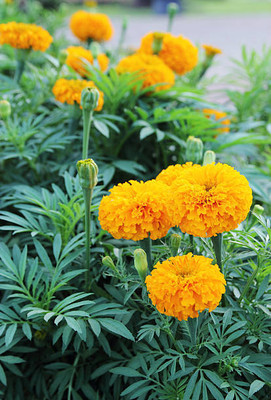 Illy marigold/gende ka phool flower seeds Seed(75 per packet)
