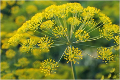 Qualtivate LXI-98 Dill Long Island Mammoth Seed(500 per packet)