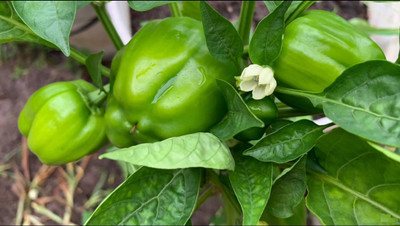 VibeX NBIR-25 - Capsicum (Simla Mirch/Pahadi Mirch) - (1350 Seeds) Seed(1350 per packet)