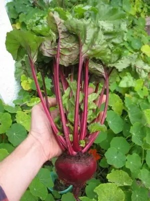 Aro Beetroot Seed(10 per packet)