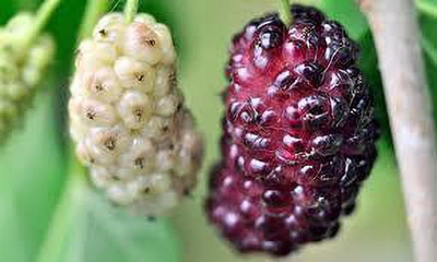 Oliver mulberry(shahatoot) fruit seeds Seed(113 per packet)