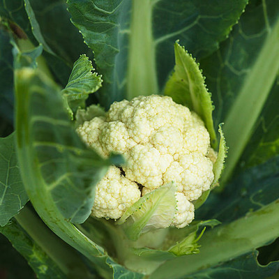 arasutraders white cauliflower,gobhee seeds Seed(45 per packet)