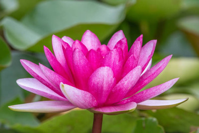 Boopow lotus,kamal gatta Seed(10 per packet)
