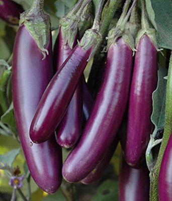 Aywal Squarrel lines Brinjal/eggplant Seed(10 g)