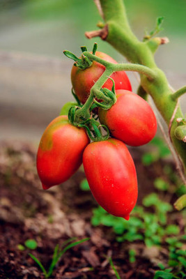 URRO tomato Seed(115 per packet)
