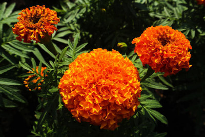 DEVAMA THE DIVINE marigold/gende ka phool flower seeds Seed(25 per packet)