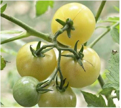 CYBEXIS Tomato Snow Berry Vegetable Seeds 2000 Seeds Seed(2000 per packet)