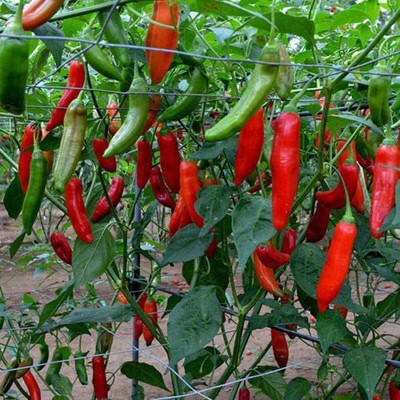 CYBEXIS High Yield Gourmet Chilli Pepper - Aji Delight - Seeds600 Seeds Seed(600 per packet)