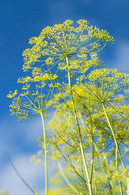 VibeX ® VMR-264 Autumn Drought Tolerant Dill Seed(500 per packet)