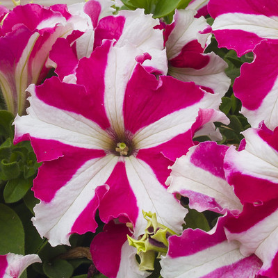 CYBEXIS Petunia N C Star Mix Seed(50 per packet)
