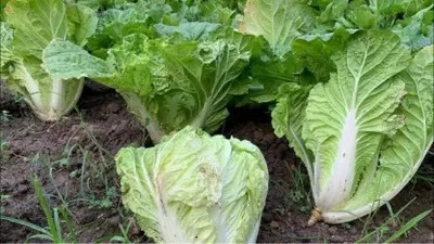 Aro Chinese Cabbage, Napa Seed(40 per packet)