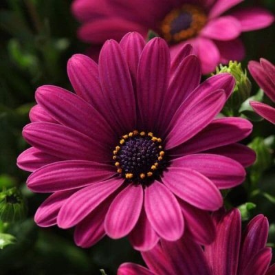 Lorvox Osteopermum Mixed Color Flower Seed(10 per packet)