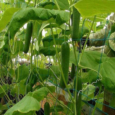CYBEXIS Organic Hybrid Cucumber Vegetable Seeds1000 Seeds Seed(1000 per packet)