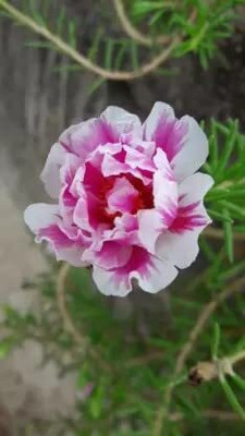 Aywal Portulaca (Mixed), 10 O Clock Seed(80 per packet)