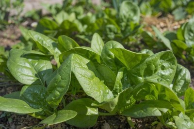 KNESSiN - Spinach - Matador - - Spinacia oleracea-{800 Seeds} Seed(800 per packet)